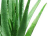 Aloe Pura - Aloe Vera After Sun Lotion - 200ml - Raw Cottage