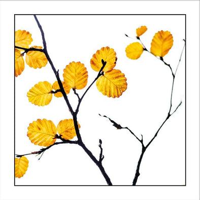 Myrtle & Me – Deciduous Beech Greeting Card - Raw Cottage