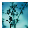 Myrtle & Me – Spring Blossom - Blue Greeting Card - Raw Cottage